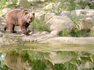 Tierpark auf dem Hexentanzplatz