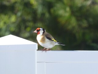 Vakantiehuis Brétignolles-sur-Mer Buitenaudio-opname 5