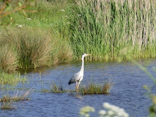 Am See