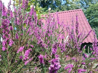 Heideblüte am Honighaus