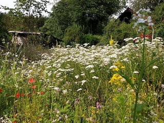 Sommerlicher Honighausgarten