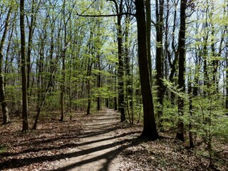 Waldwanderweg im Kaiserstuhl