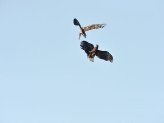 Kampf der Seeadler