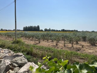 Appartamento per vacanze Pisa Registrazione all'aperto 8