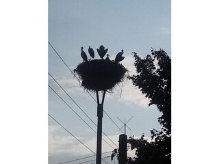 Storchennest mit Junge