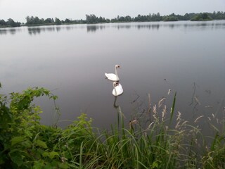 Schwanenpärchen auf dem Inselteich