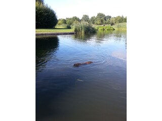Biber  oder Nutria?