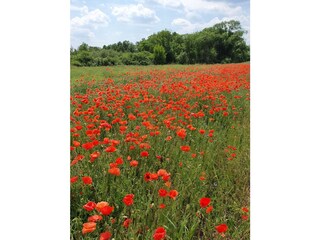 Blumenfeld Nähe Schlepzig