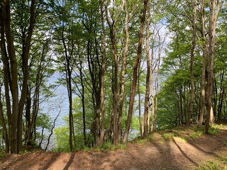 Waldspaziergang in Fußnähe