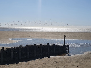 Vogelschwarm am Strand - gute Aussichten für Ausflügler