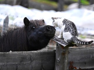 Appartamento per vacanze St. Martin in Thurn Ambiente 22