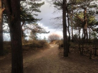 Weg durch den Dünenwald