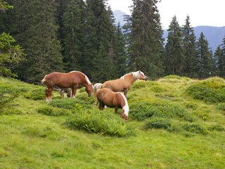 Casa per le vacanze Schruns Ambiente 26