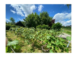 Casa per le vacanze Güssing Registrazione all'aperto 10