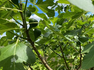 Casa per le vacanze Güssing Registrazione all'aperto 16