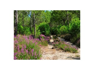 Villa Magescq Entorno 38