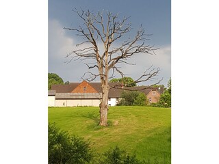 Casa per le vacanze Extertal Ambiente 19