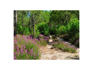 Casa per le vacanze Magescq Ambiente 32