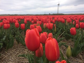 Vakantiehuis Sint Maartenszee Omgeving 29