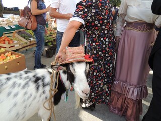 Appartamento per vacanze Porec Ambiente 34