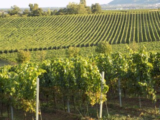 Weinwanderung durch die Weinlage " Schwarzes Kreuz"
