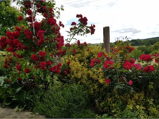 die Rosen blühen um die Wette