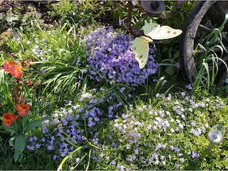 Impressionen aus dem Garten