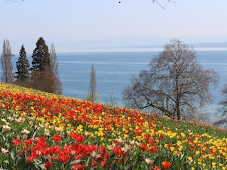 Island of Mainau