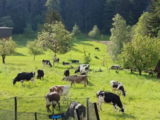 Ferienwohnung Hörbranz Außenaufnahme 8