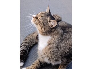 Manni genießt die Sonne