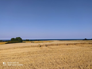 im August in der Ernte