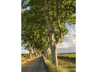 Casa per le vacanze Gruissan Ambiente 28