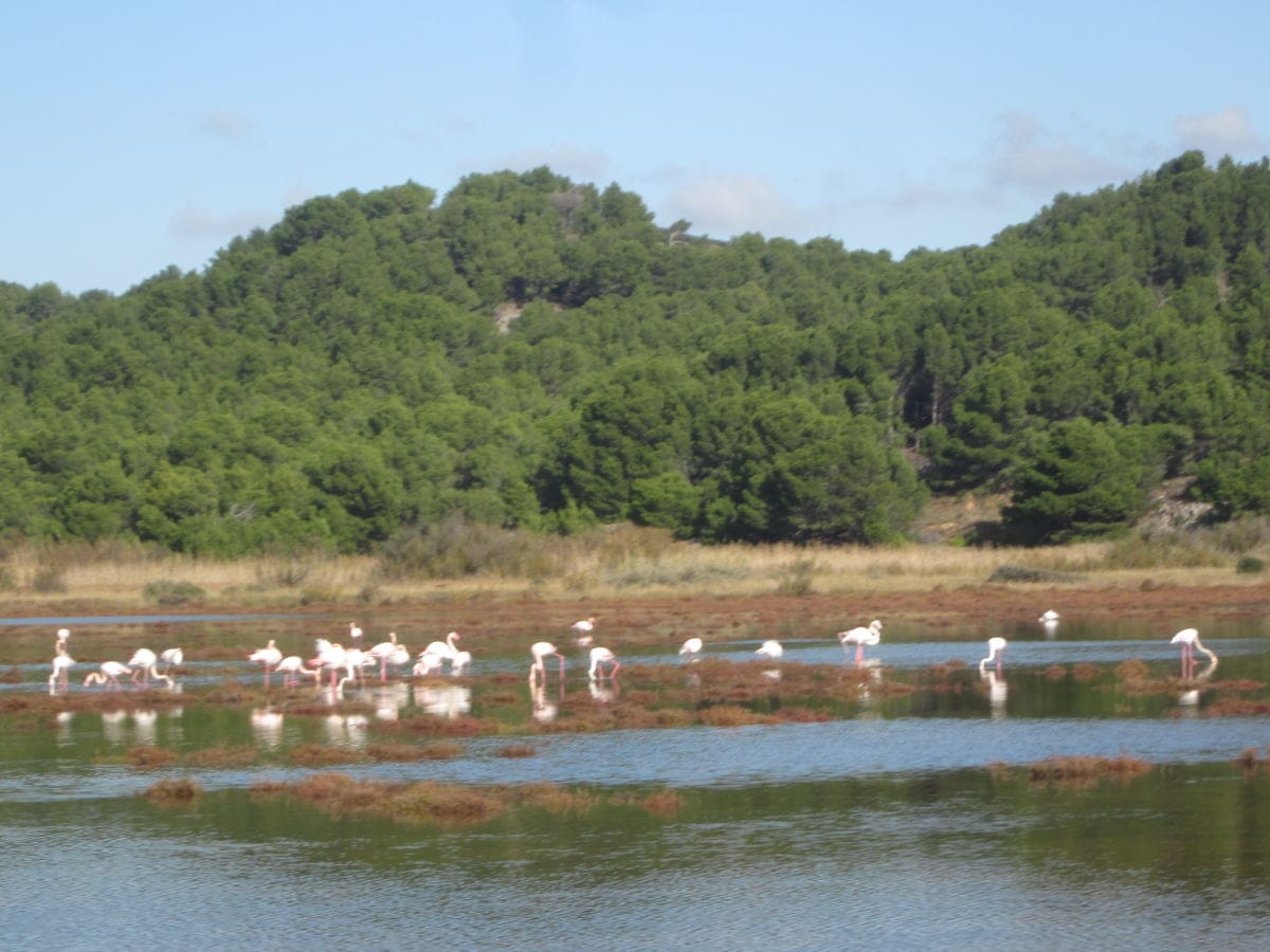 wilde Flamingos, ab und zu fliegen sie auch über's Haus