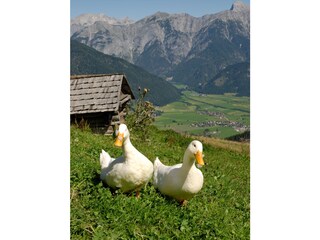 Landschaft in Leogang