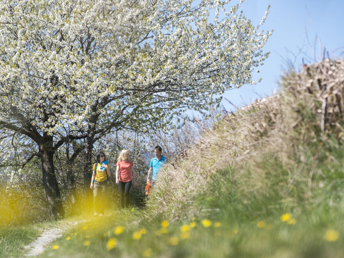 Frühling in Lajen