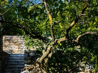 Villa Vignone Environment 10