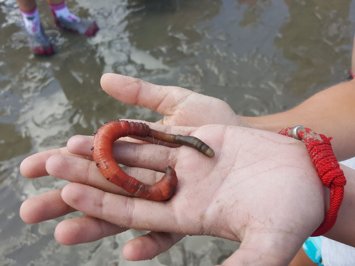 Ferienhaus "Möwennest", Hooksiel, Firma Friesland Ferienhäuser - Frau