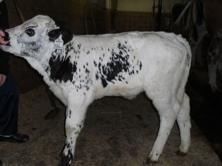 Appartamento per vacanze Wildschönau-Niederau Ambiente 20