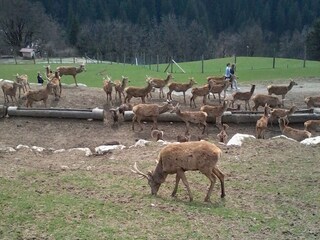 Appartamento per vacanze Wildschönau-Niederau  20