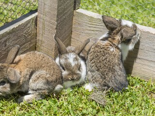 Appartamento per vacanze Wildschönau-Niederau  17
