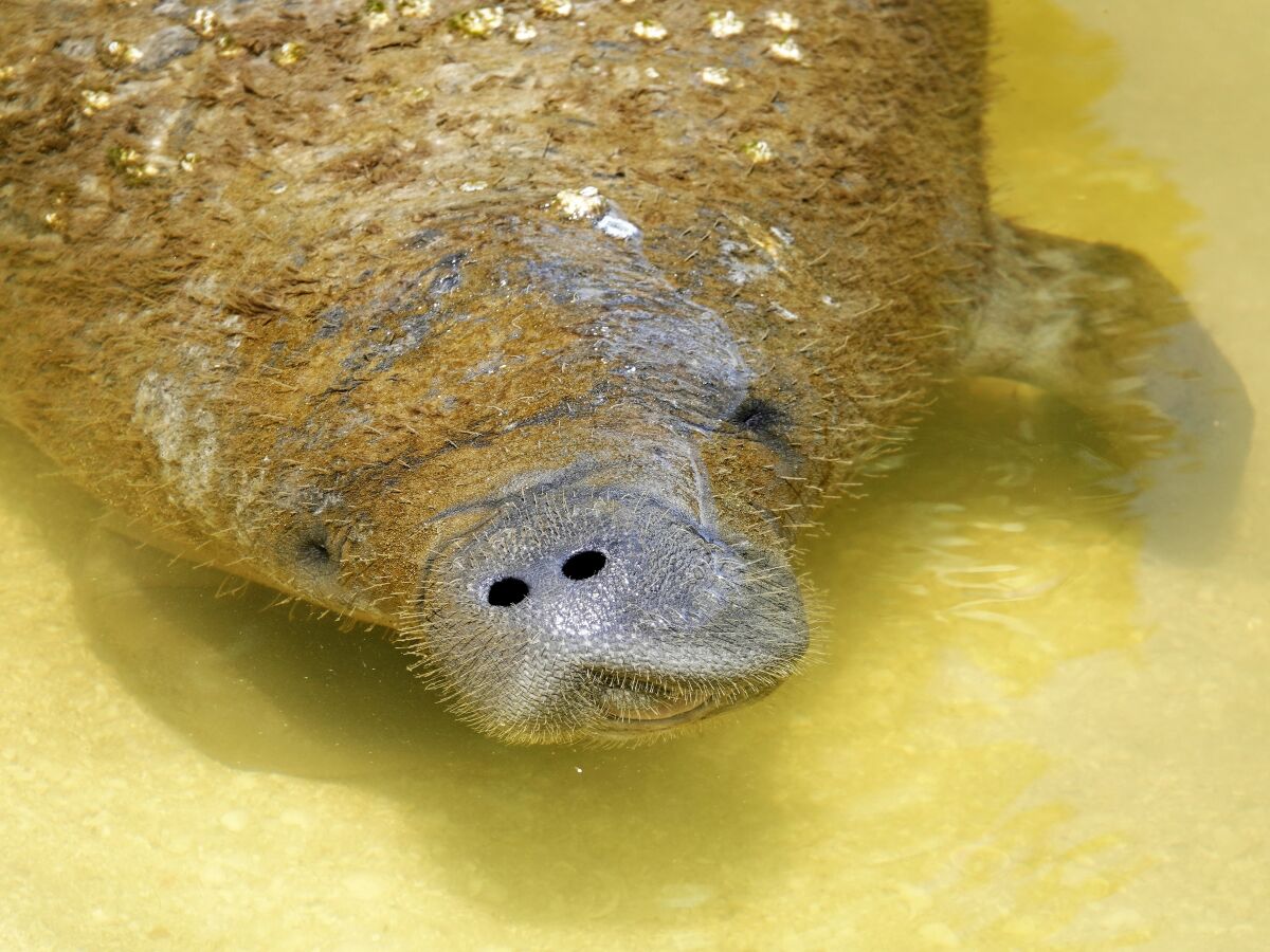 Manatee