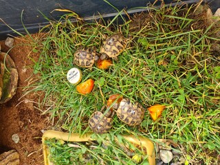 Schildkröten Nachwuchs