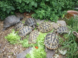 Chalet Rimsting Umgebung 20