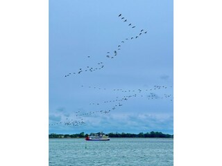 Kranichtour auf dem Bodden