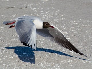 Anflug
