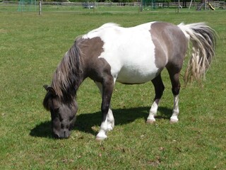 Wir halten Pferde auf unserem 4,4 ha großen Grundstück
