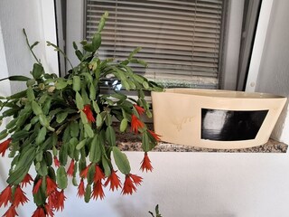 Holiday apartment Zadar Outdoor Recording 7