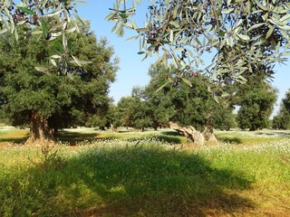 Casa per le vacanze Manduria Ambiente 20