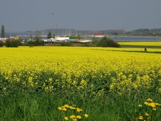 Geltinger Bucht Wackerballig - Raps