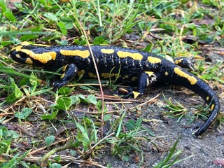 Feuersalamander im Hasbruch entdecken